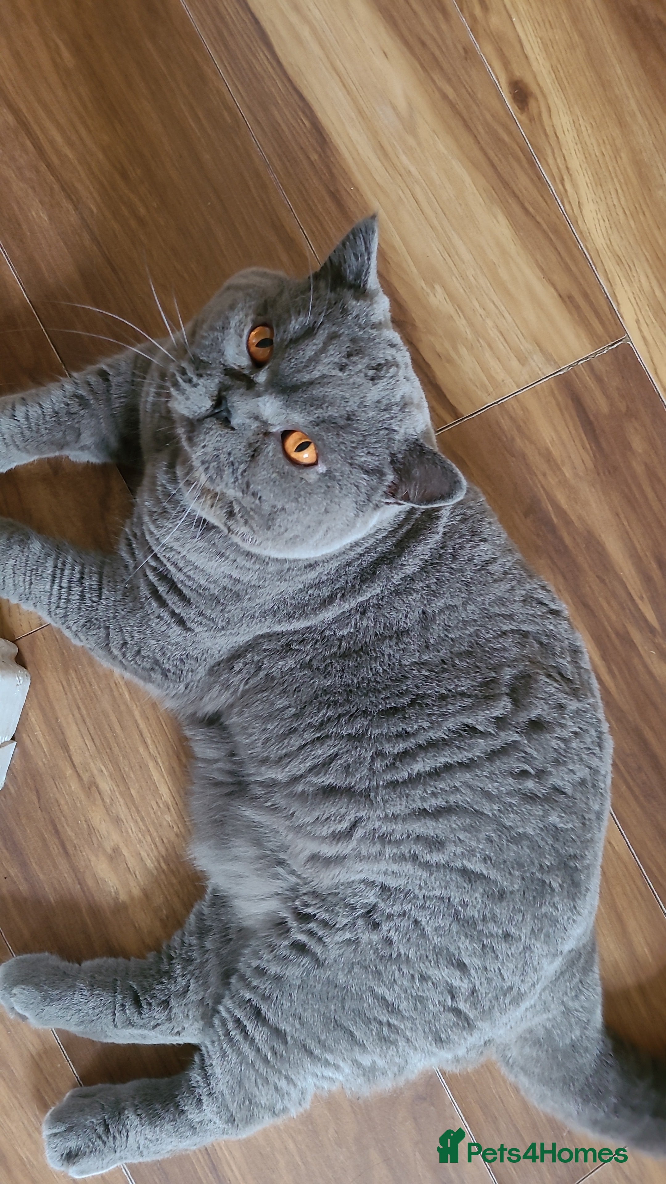 British Shorthair cats BIG BOY STUD in Epsom - Advert 5