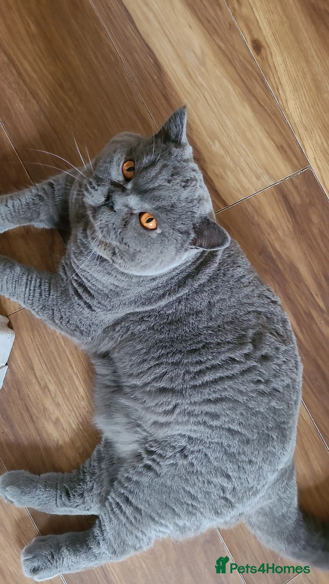British Shorthair cats for stud: BIG BOY STUD in Epsom - Advert 1