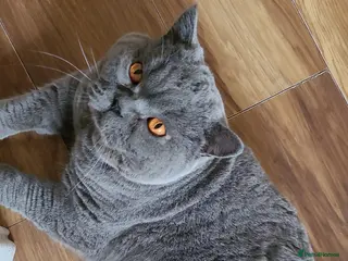 British Shorthair cats BIG BOY STUD in Epsom - Advert 4