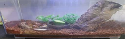 Snails invertebrates for sale: Albino Tiger Stripe Giant Snails & Full Setup - Advert 5