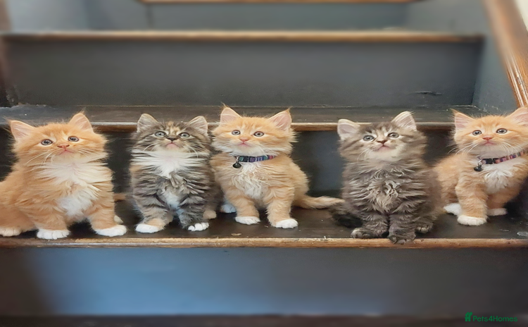Maine Coon cats - Advert 1