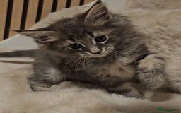 Maine Coon cats for sale: GCCF Registered Pedigree Maine Coon Kittens - Image 12