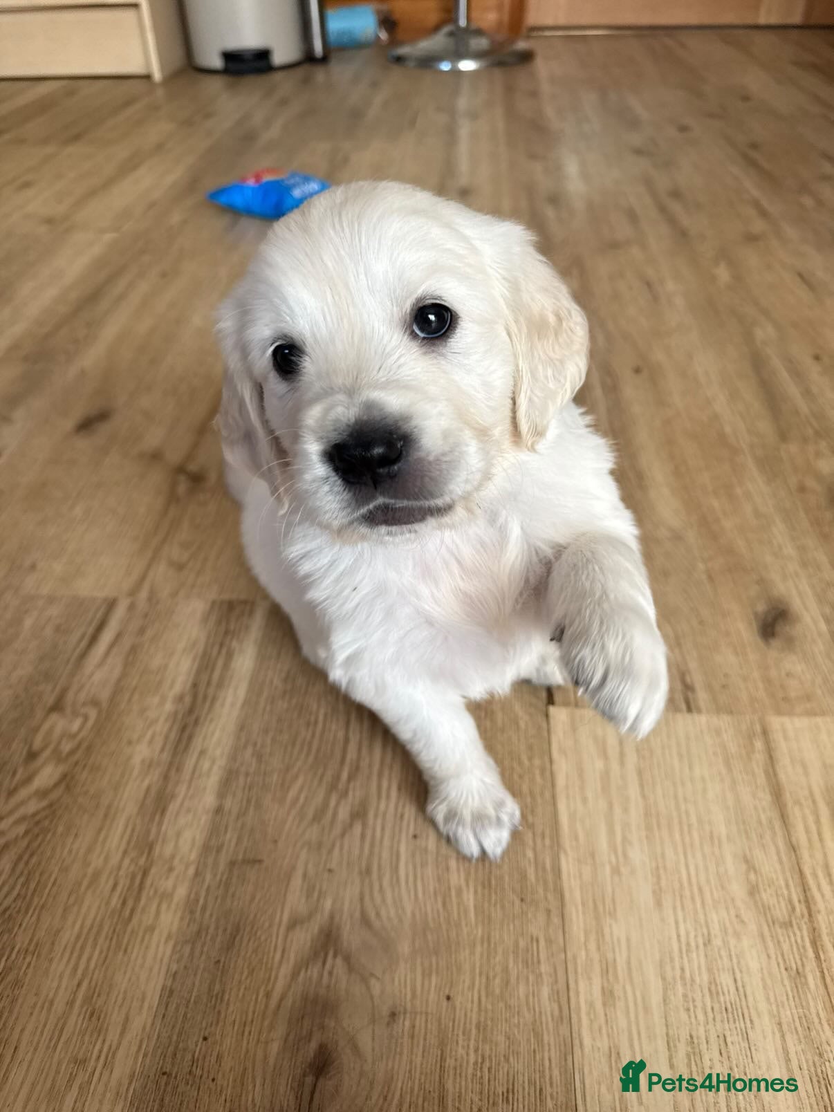 Golden Retriever dogs Golden Retrievers Seeking Forever Homes - Advert 1