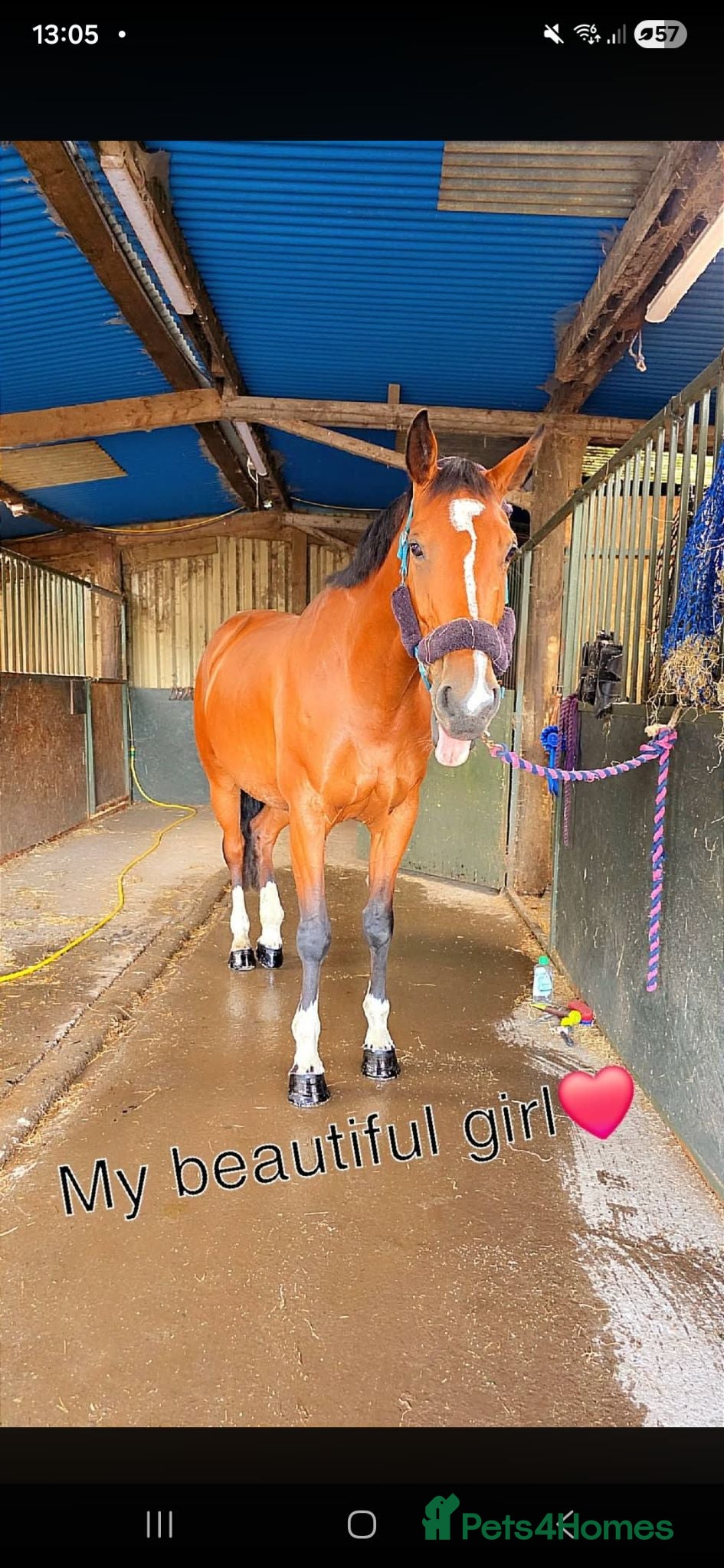 Irish Sports horses Clover 🍀  - Advert 1