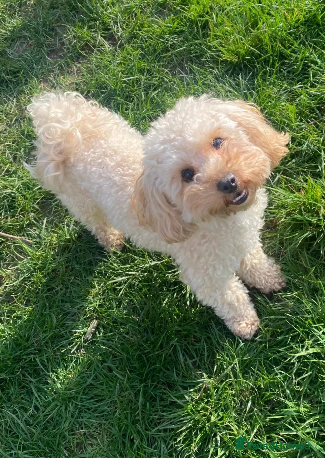 Poochon dogs for sale: Beautiful Red Poochon Girls ❤️ in Sevenoaks - Advert 2
