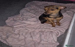 Mixed Breed dogs for sale: 10 month old Jackawawa - Advert 3