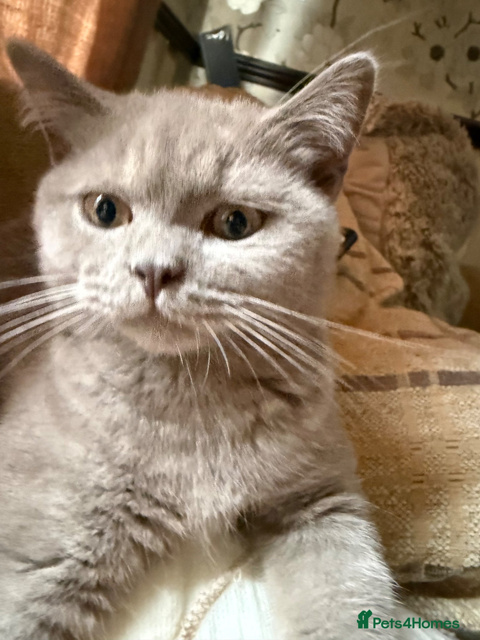 British Shorthair cats Pedigree GCCF kittens  - Advert 1
