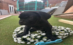 Cane Corso dogs for sale:  Reg - UKBKC Cane Corsos loyal family guardians  - Image 13
