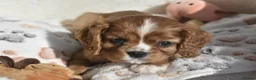 Cavalier King Charles Spaniel dogs for sale: FULLY HEALTH TESTED KC CAVALIERS PUPPIES - Advert 6