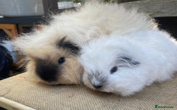 Guinea Pig rodents for sale: Swiss teddy baby boars - Image 1
