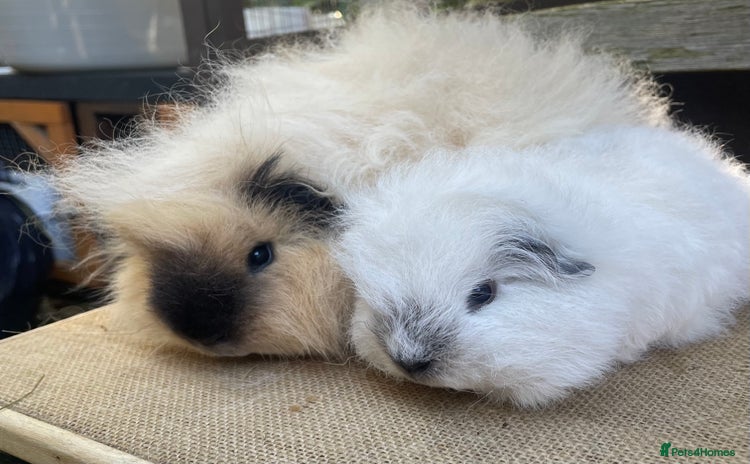 Guinea Pig rodents - Advert 1
