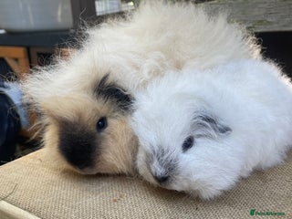 Guinea Pig rodents - Advert 14