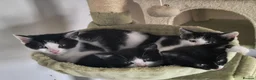 Mixed Breed cats for sale: 3 Beautiful Loving Kittens 2Months Old 2Girls 1Boy in Rugby - Advert 6
