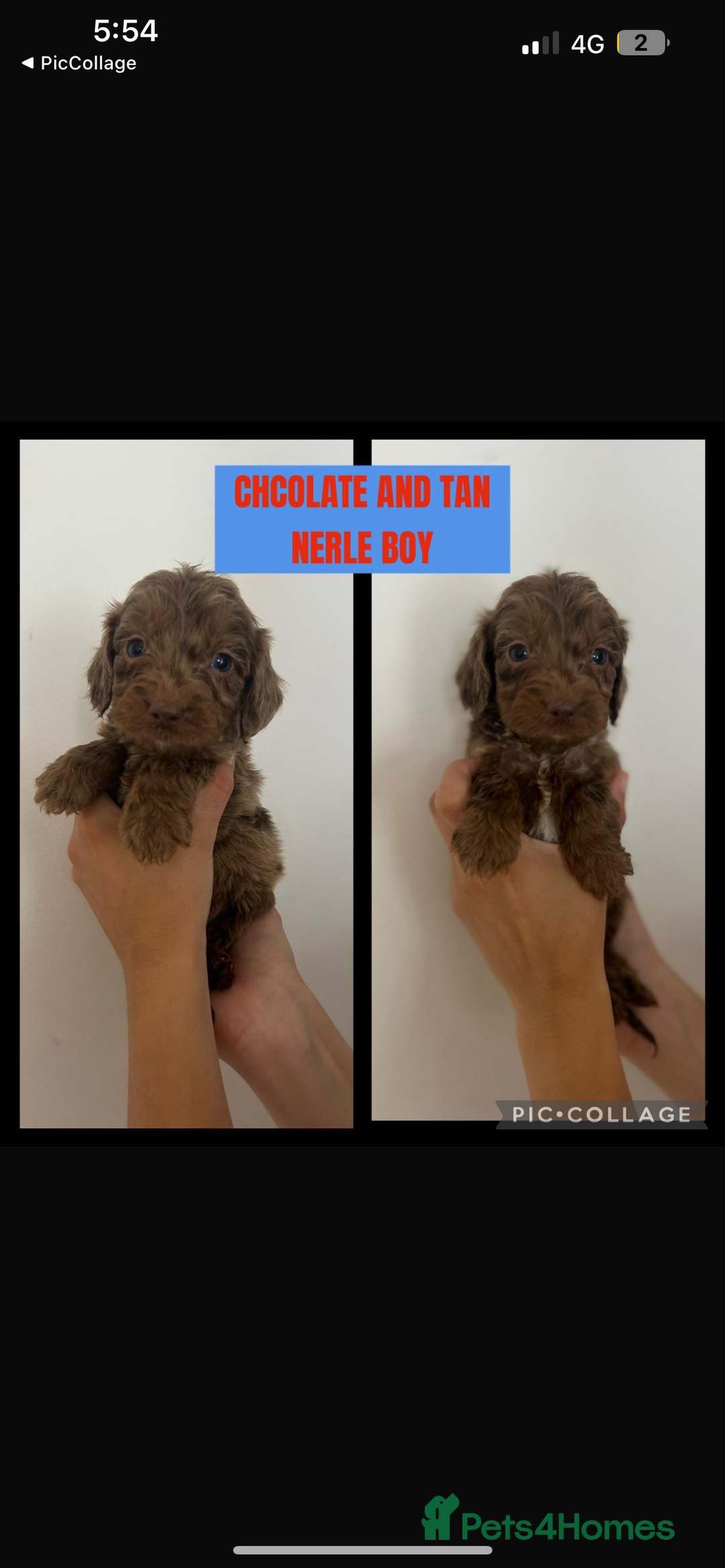 Cockapoo dogs for sale: F1 Merle Cockapoo’s - Image 7