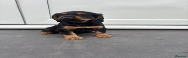 Cocker Spaniel 2