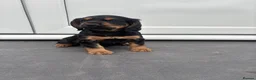 Cocker Spaniel dogs for sale: Stunning Litter Of Cocker Puppies for sale  in Penrith - Advert 18