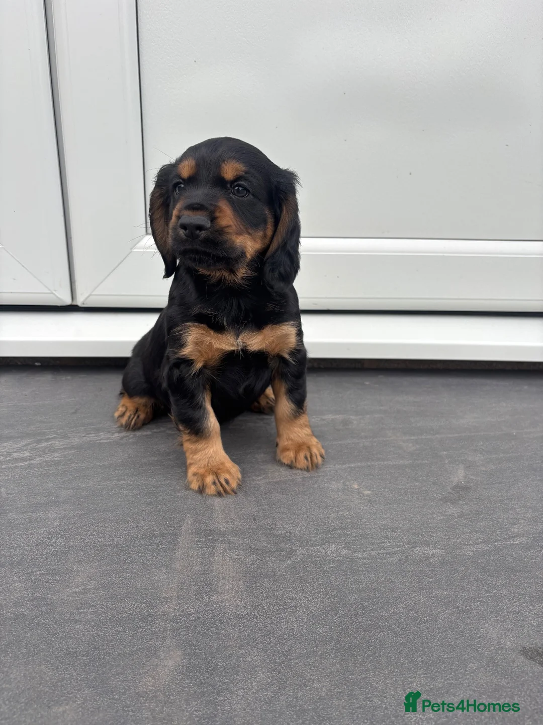 Cocker Spaniel dogs for sale: Stunning Litter Of Cocker Puppies for sale  in Penrith - Advert 18
