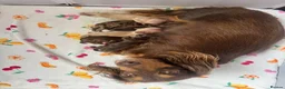 Miniature Dachshund dogs for sale: Adorable puppies for sale  in Blackburn - Advert 1