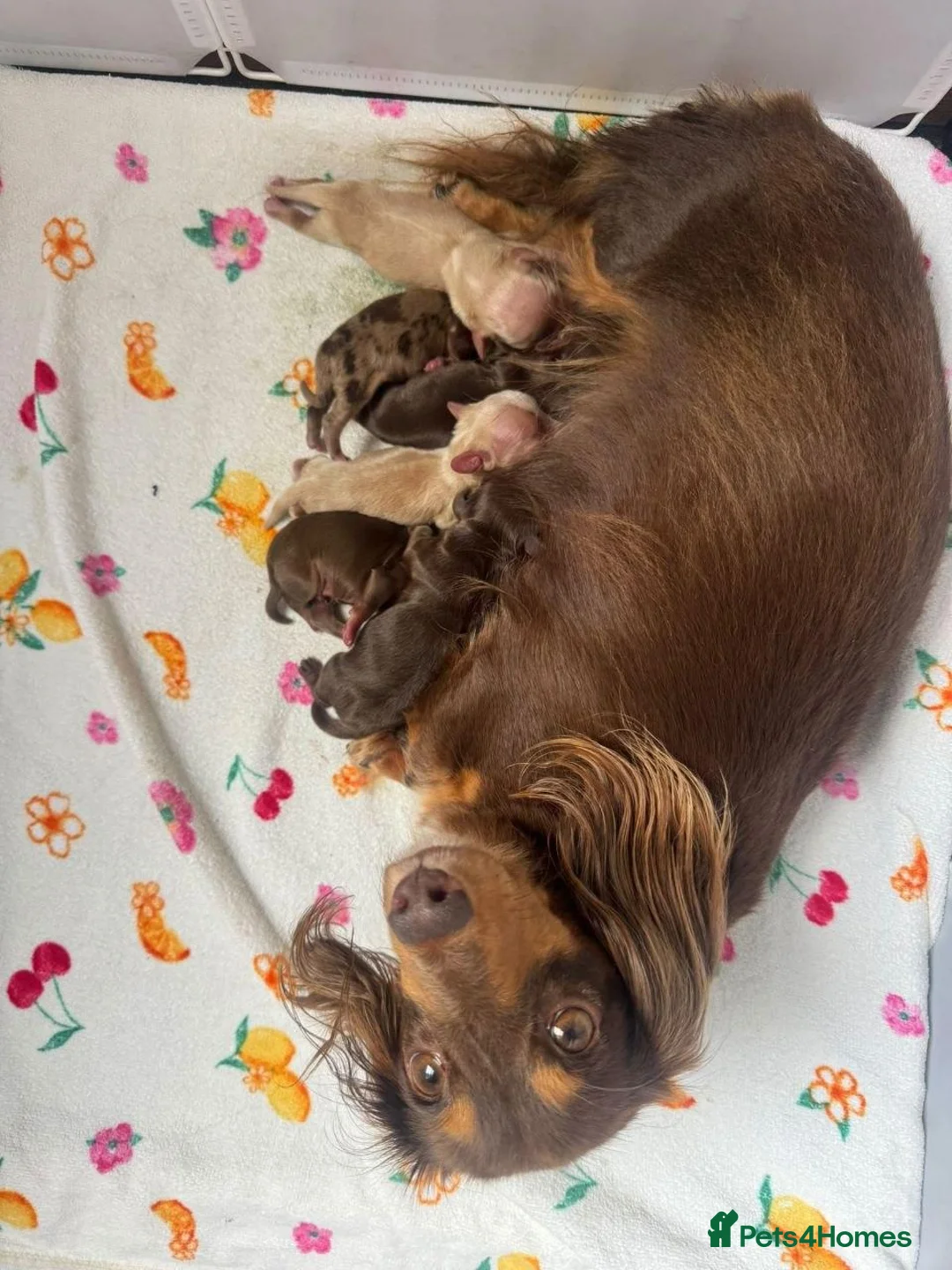 Miniature Dachshund dogs for sale: Adorable puppies for sale  in Blackburn - Advert 1
