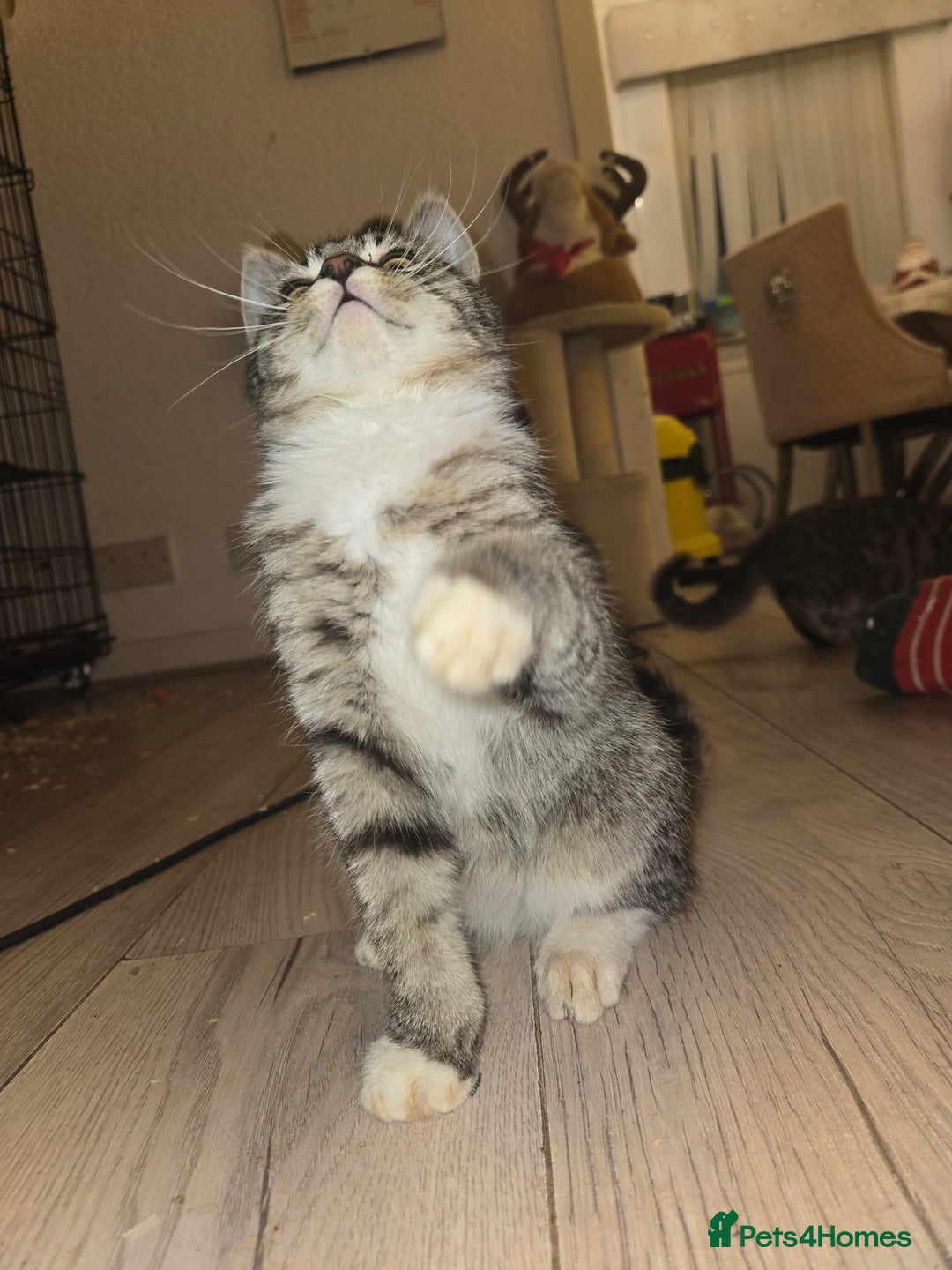 Ragdoll cats for sale: Radoll mix British short haired kittens - Advert 3