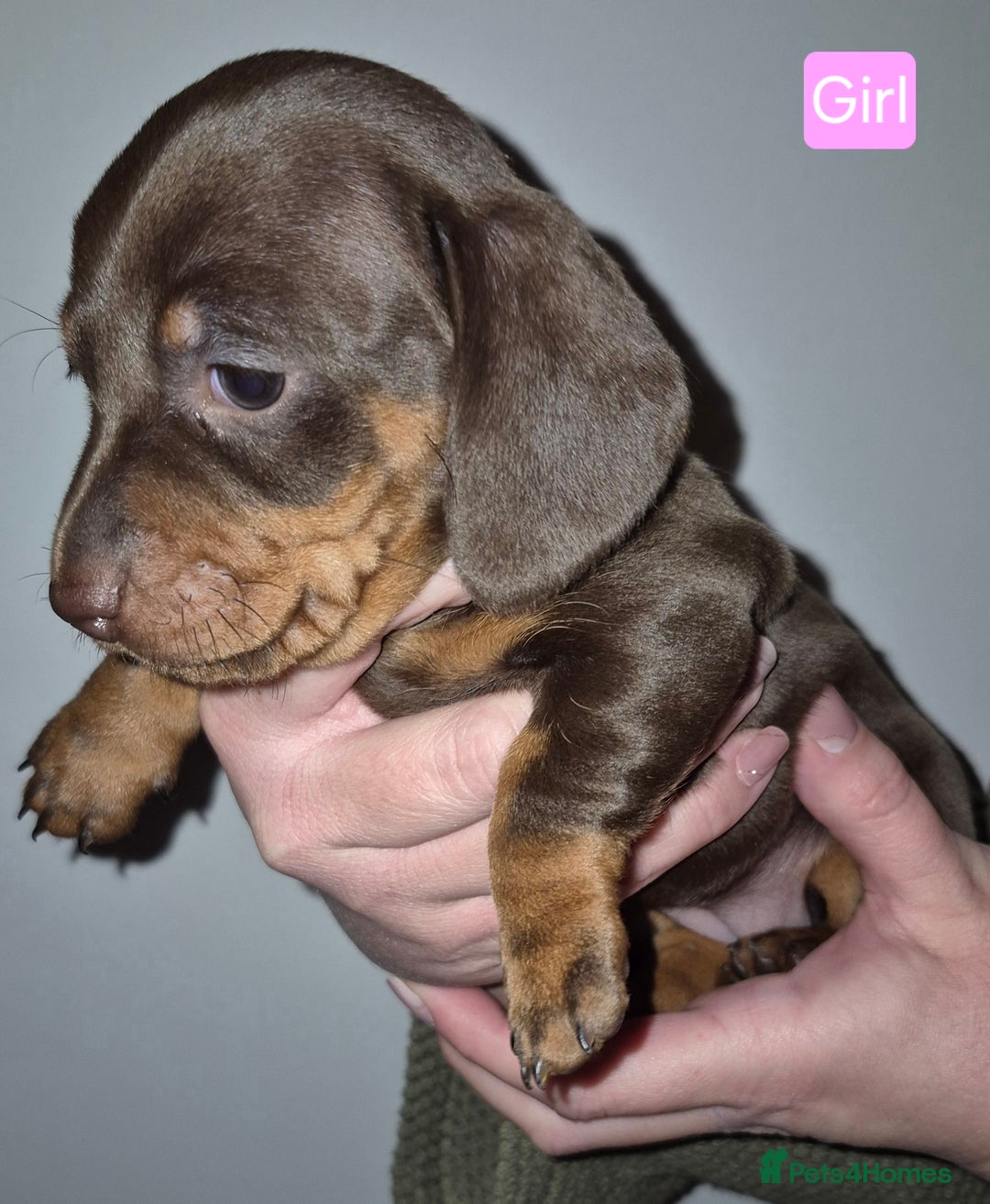 Miniature Dachshund dogs for sale: Miniature dachshund puppies  - Advert 4