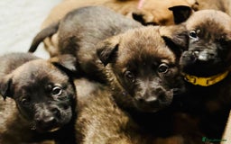 Belgian Shepherd Dog dogs for sale: Skye x Nines very last litter ever! 3B &7G  - Image 16