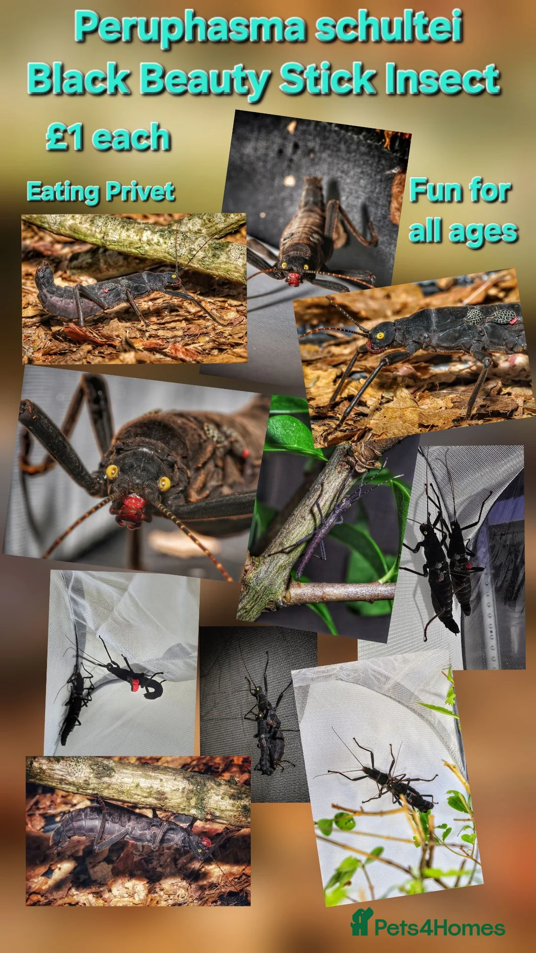 Stick Insects invertebrates for sale: Peruphasma schultei black beauty stick insects in Harwich - Advert 1