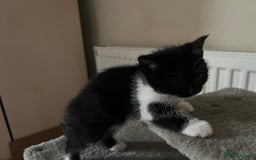 British Shorthair cats for sale: 3 kittens for sale - Advert 4