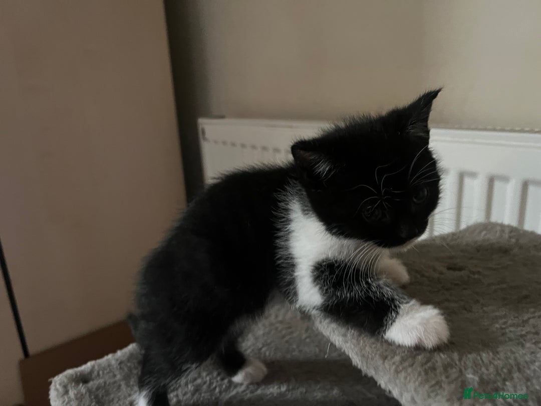 British Shorthair cats for sale: 3 kittens for sale - Advert 4