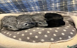 Guinea Pig rodents for sale: Lots of lovely baby guinea pigs - Image 5