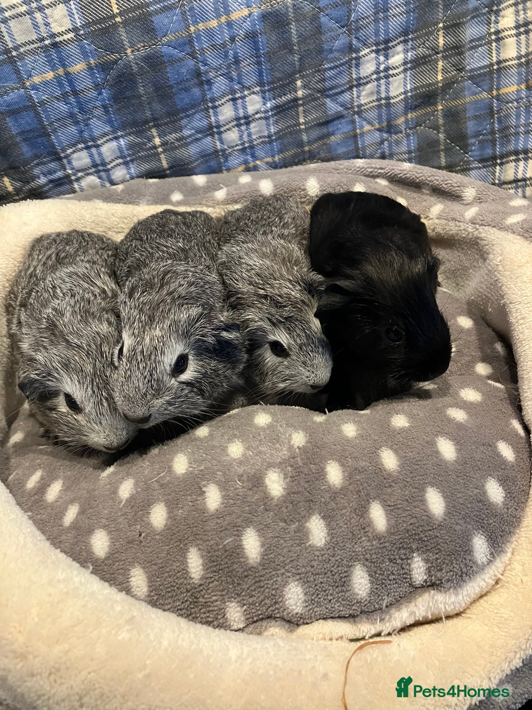 Guinea Pig rodents for sale: Lots of lovely baby guinea pigs - Image 5