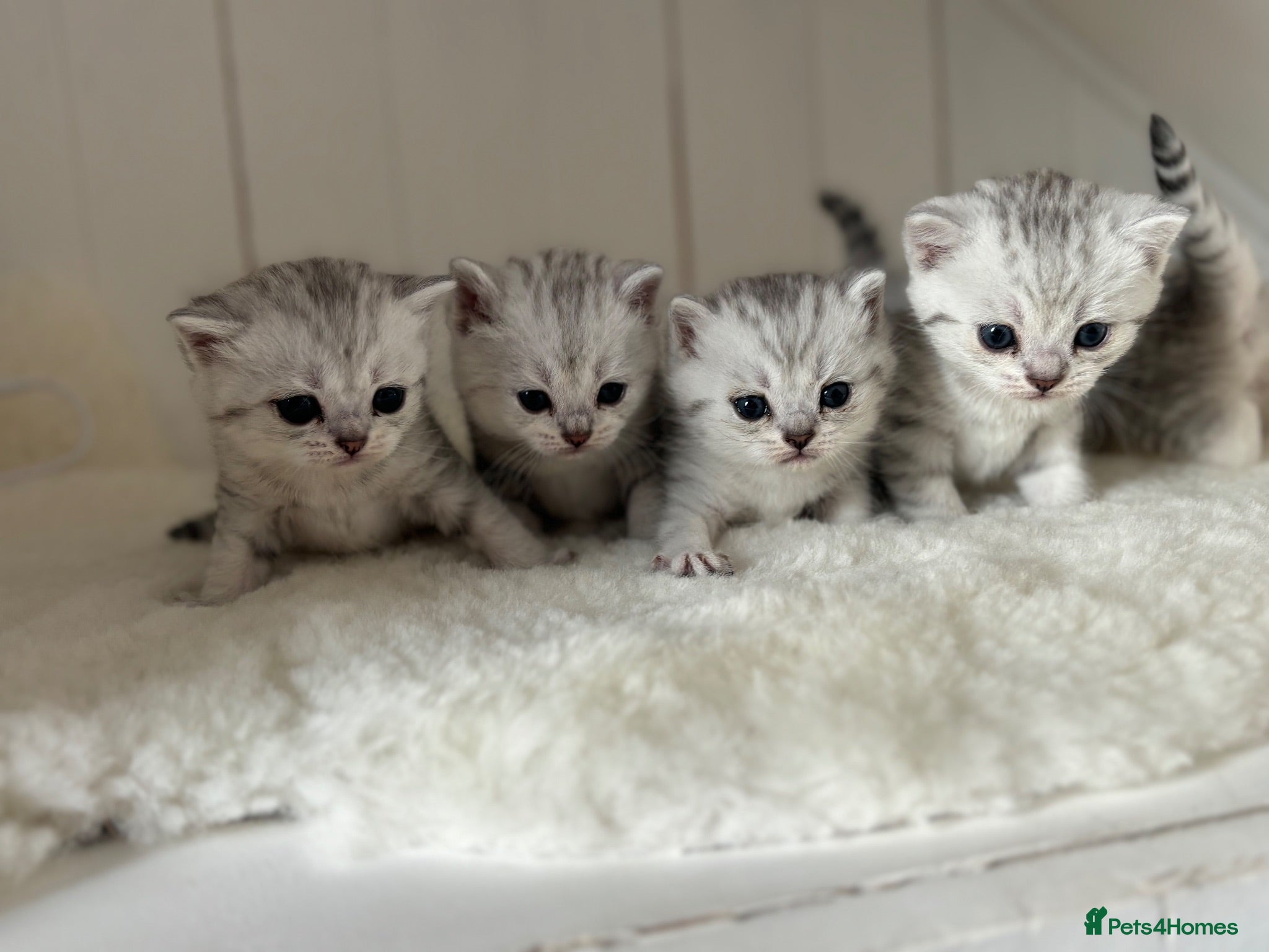 British Shorthair cats for sale: Stunning Snow Spot Kittens  - Advert 2
