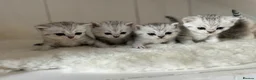 British Shorthair cats for sale: Stunning Snow Spot Kittens  - Advert 1