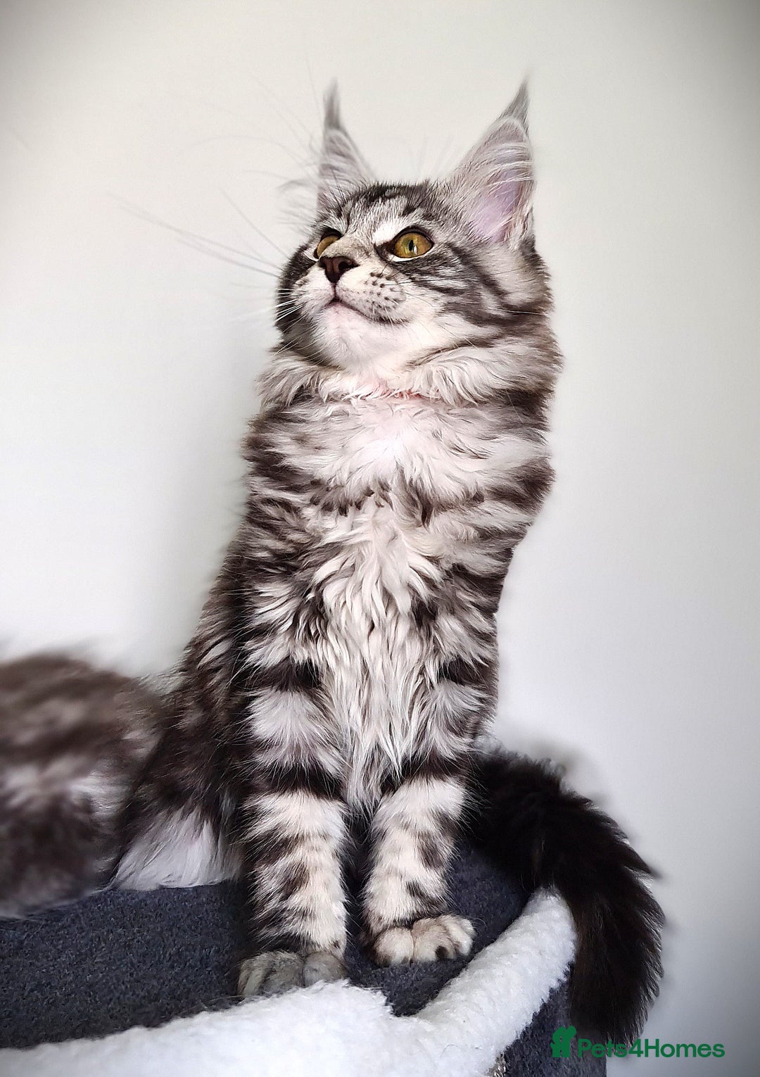 Maine Coon cats for sale: STUNNING XL PEDIGREE MAINE COON KITTENS  - Image 16
