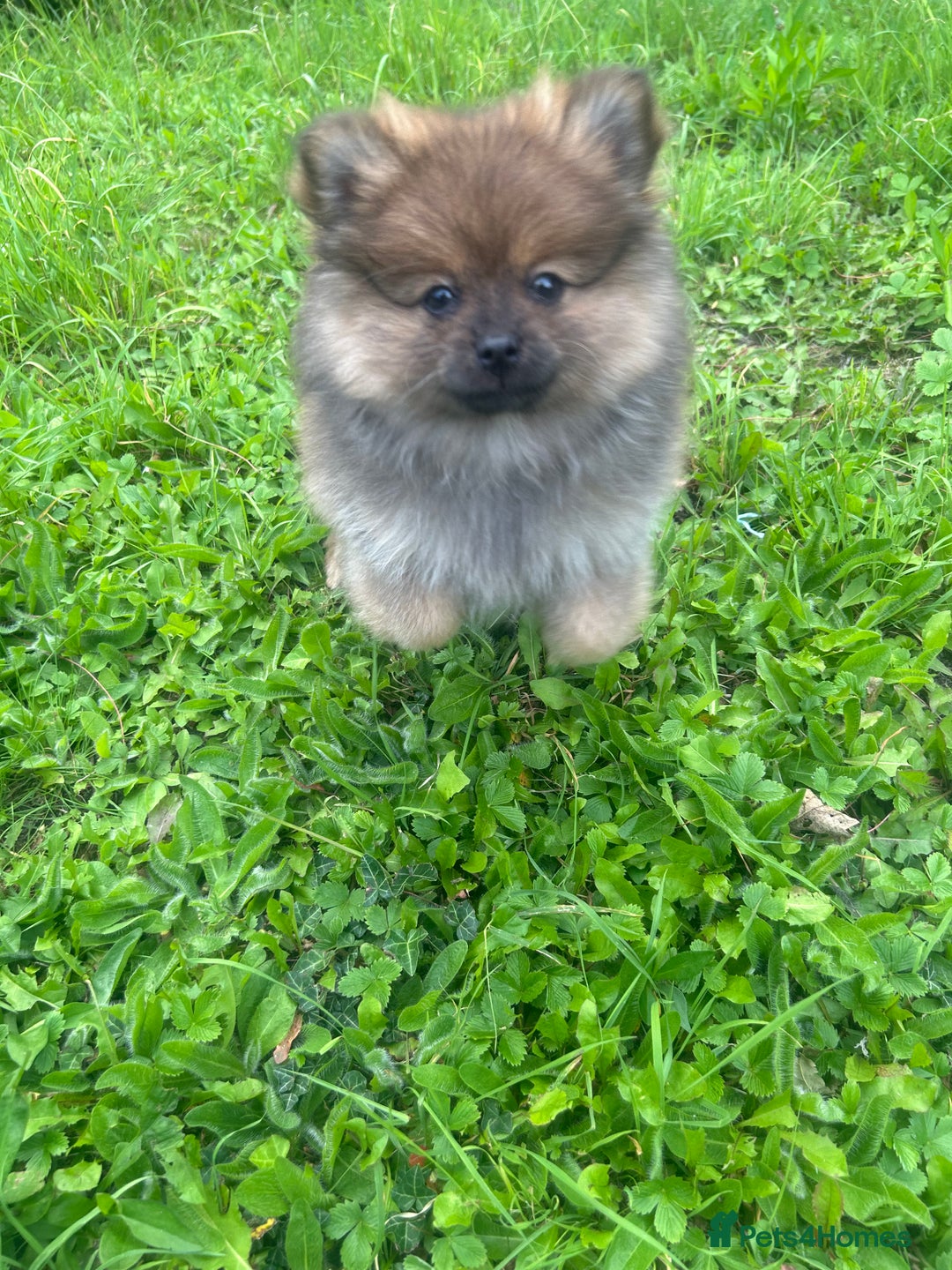Pomeranian dogs for sale: Teddy bear Pomeranian puppy - Image 7