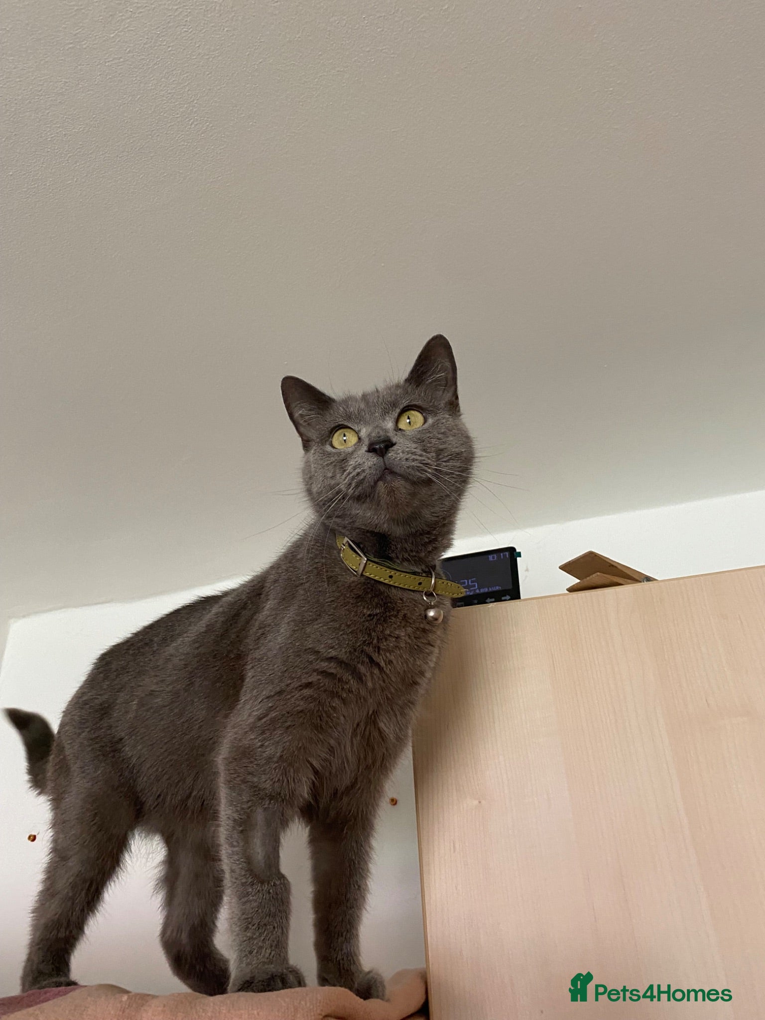 Mixed Breed cats Russian Blue X Chatreaux  Aged 5 - Advert 1