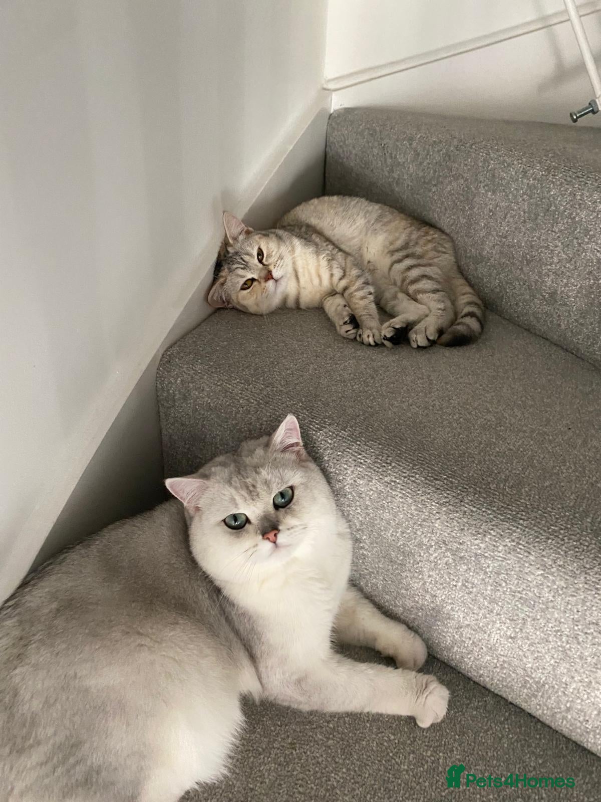 Python Snake reptiles Royal python - Advert 11