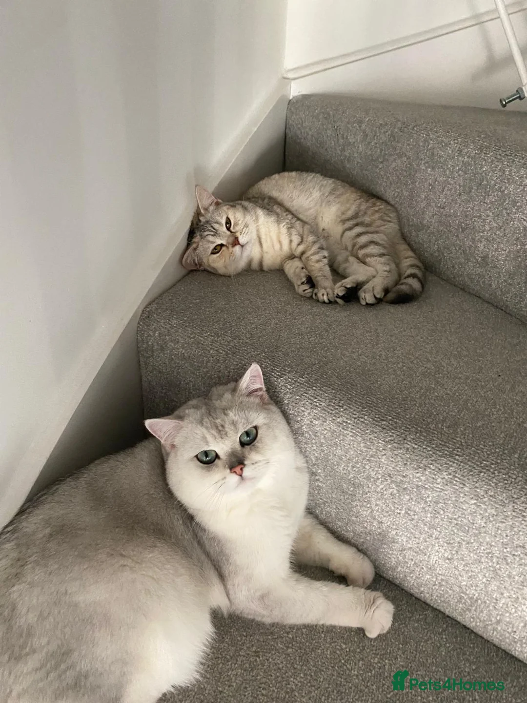 Python Snake reptiles for sale: Royal python - Advert 1