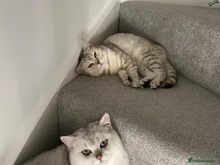 Python Snake reptiles Royal python - Advert 11