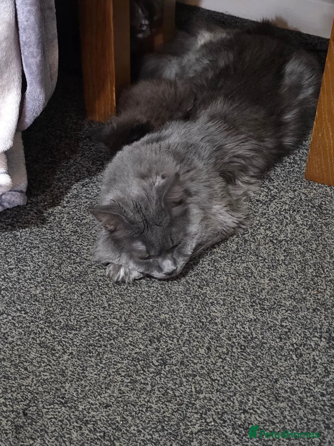 Maine Coon cats for sale: Maincoon  - Advert 2