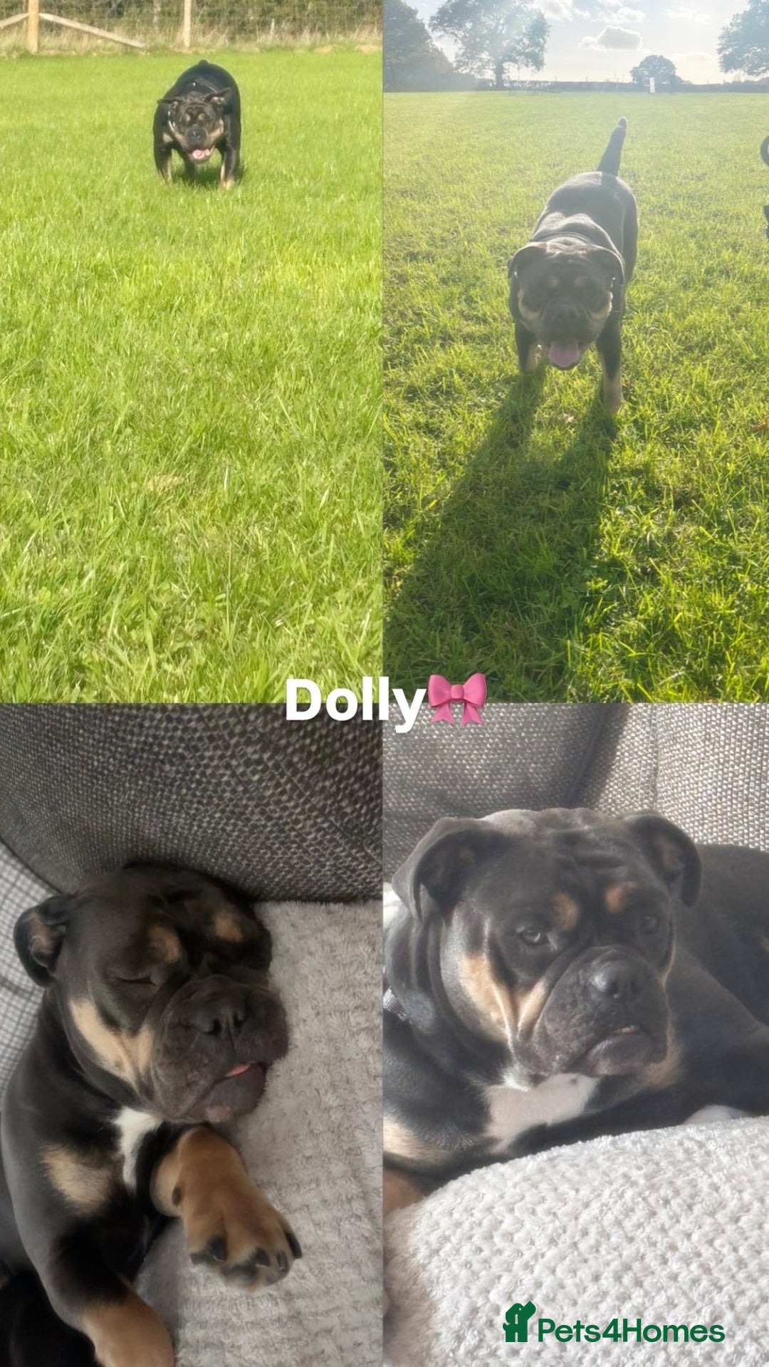 Olde English Bulldogge dogs for sale: Dolly - Advert 2