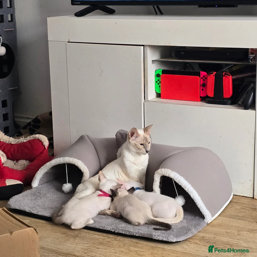 Siamese cats for sale: Adorable fur babies - Advert 2