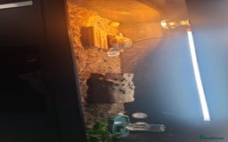 Tortoise reptiles for sale: Male tortoise  - Image 5