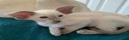 Oriental cats for sale: Stunning GCCF Reg. Lilac Point Siamese Boys - Advert 7