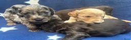 Cockapoo dogs for sale: 5 F1 cockapoo pups  - Advert 11