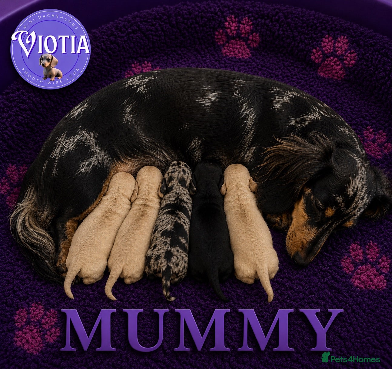 Miniature Dachshund dogs 🐾💜 EXCEPTIONAL KC MINIATURE DACHSHUND PUPS - Advert 1