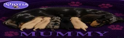 Miniature Dachshund dogs for sale: 🐾💜 EXCEPTIONAL KC MINIATURE DACHSHUND PUPS in Castle Douglas - Advert 1
