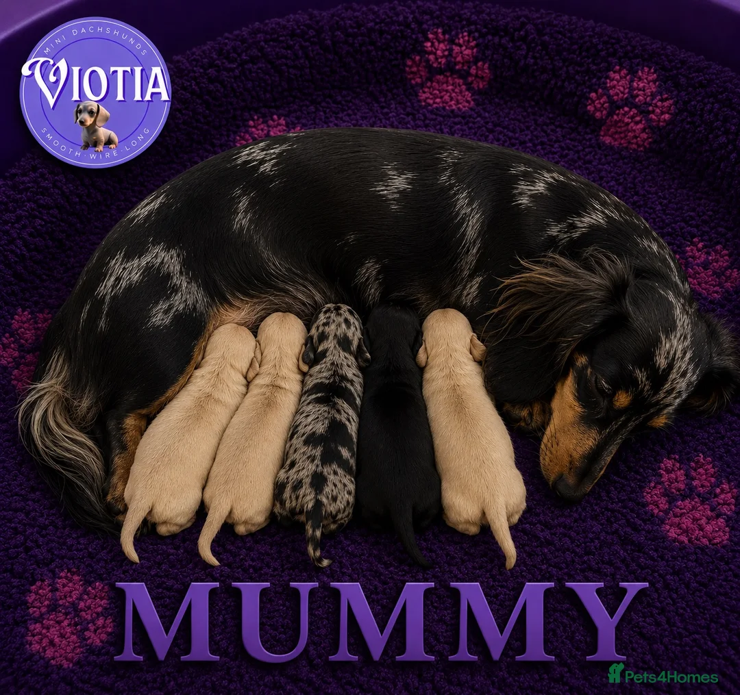 Miniature Dachshund dogs for sale: 🐾💜 EXCEPTIONAL KC MINIATURE DACHSHUND PUPS in Castle Douglas - Advert 1