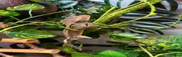 Gecko reptiles for sale: Loki the crested gecko  - Advert 3