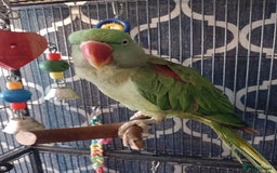 Parakeets birds for sale: Female alexanderine parakeet  - Image 2